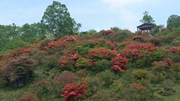 赤城山 見晴山 白樺牧場 ヤマツツジ見ごろ 赤城別館twitter 赤城山日記 赤城山 見晴山 白樺牧場 ヤマツツジ見ごろ 赤城別館twitter 赤城山日記