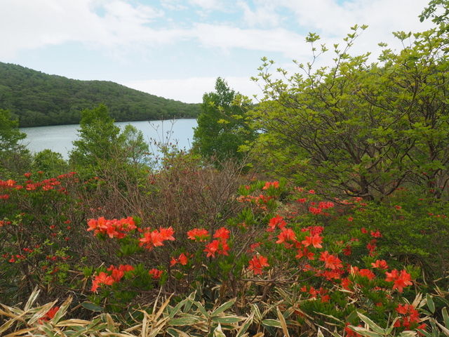 赤城山 つつじの開花状況 1400ｍ付近 ヤマツツジ 1500ｍup トウゴクミツバツツジ 赤城山日記