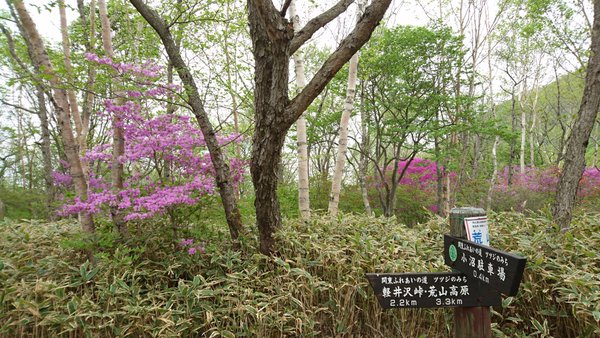 赤城山 小沼 軽井沢峠 関東ふれあいのみち つつじの道 青木別館twitter 赤城山日記 赤城山 小沼 軽井沢峠 関東ふれあいのみち つつじの道 青木別館twitter 赤城山日記