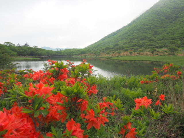 赤城山 地蔵岳 小沼 覚満淵 白樺牧場 つつじフィナーレ 赤城山日記 赤城山 地蔵岳 小沼 覚満淵 白樺牧場 つつじフィナーレ 赤城山日記
