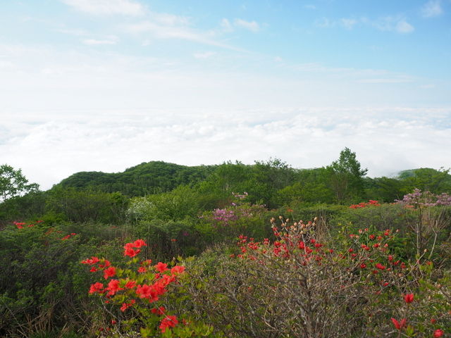 赤城山 つつじの開花状況 1400ｍ付近 ヤマツツジ 1500ｍup トウゴクミツバツツジ 赤城山日記