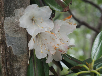 P6015365