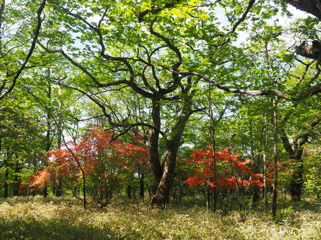 赤城山 つつじの開花状況 1400m付近 ヤマツツジ 1500mup トウゴクミツバツツジ 赤城山日記 赤城山 つつじの開花状況 1400m付近 ヤマツツジ 1500mup トウゴクミツバツツジ 赤城山日記