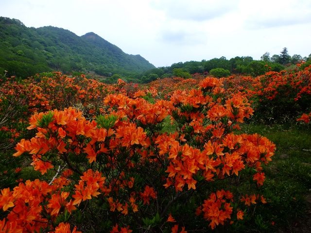 赤城山 つつじハイキング 白樺牧場 編 赤城山日記 赤城山 つつじハイキング 白樺牧場 編 赤城山日記