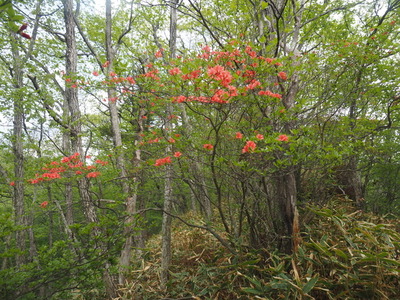 P6015429