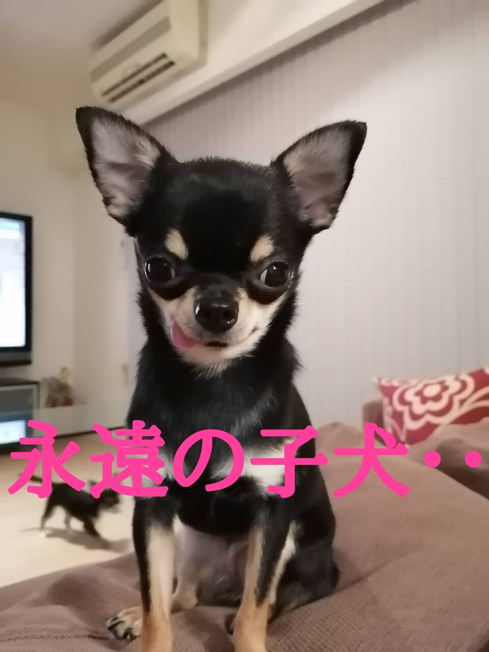 極小チワワ ヴィータ日和