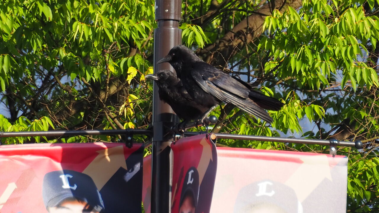 Yahooニュースで 西武ドームにカラスの巣がある と聞いたので見に行ったところ すでにヒナは飛び立ったようでカラスは外にいた件 ライブドアニュース