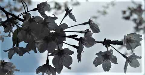 DSCN9333