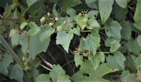 DSCN8347