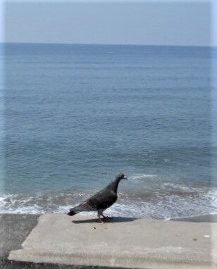 DSCN9550