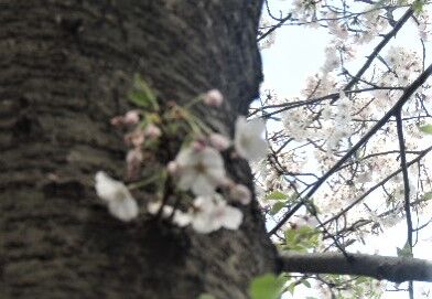 DSCN9338