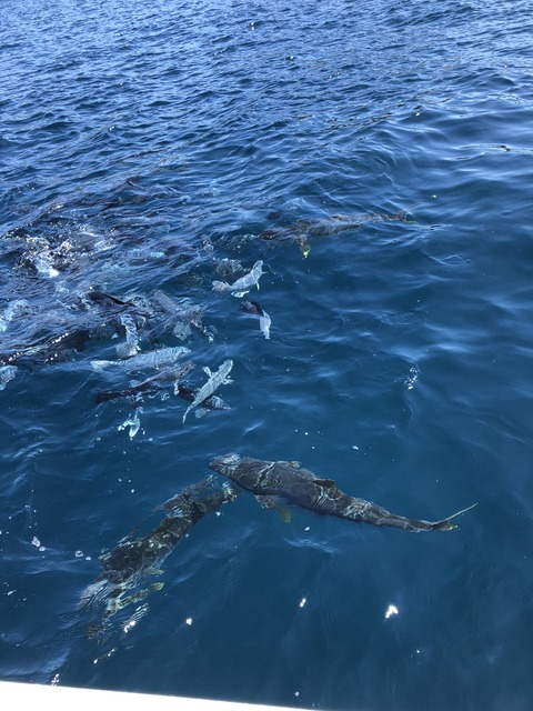 D93C24EF-491E-447C-9D65-4B44ED6EF8AC