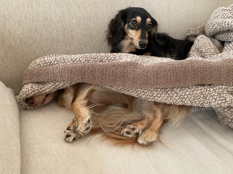 5203CF58-EBF6-4921-9F24-B1052A6EF56E