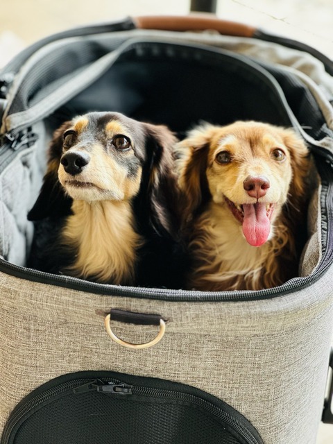 6E1C3297-9104-43C6-BB6E-A53E96568D3B