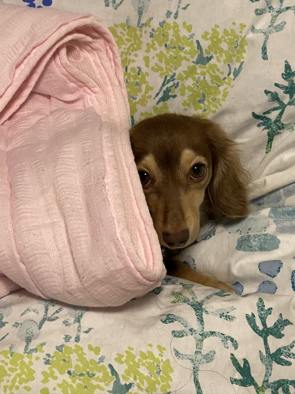 バスケ犬 Every Day Is A Good Day バスケ犬 Every Day Is A Good Day