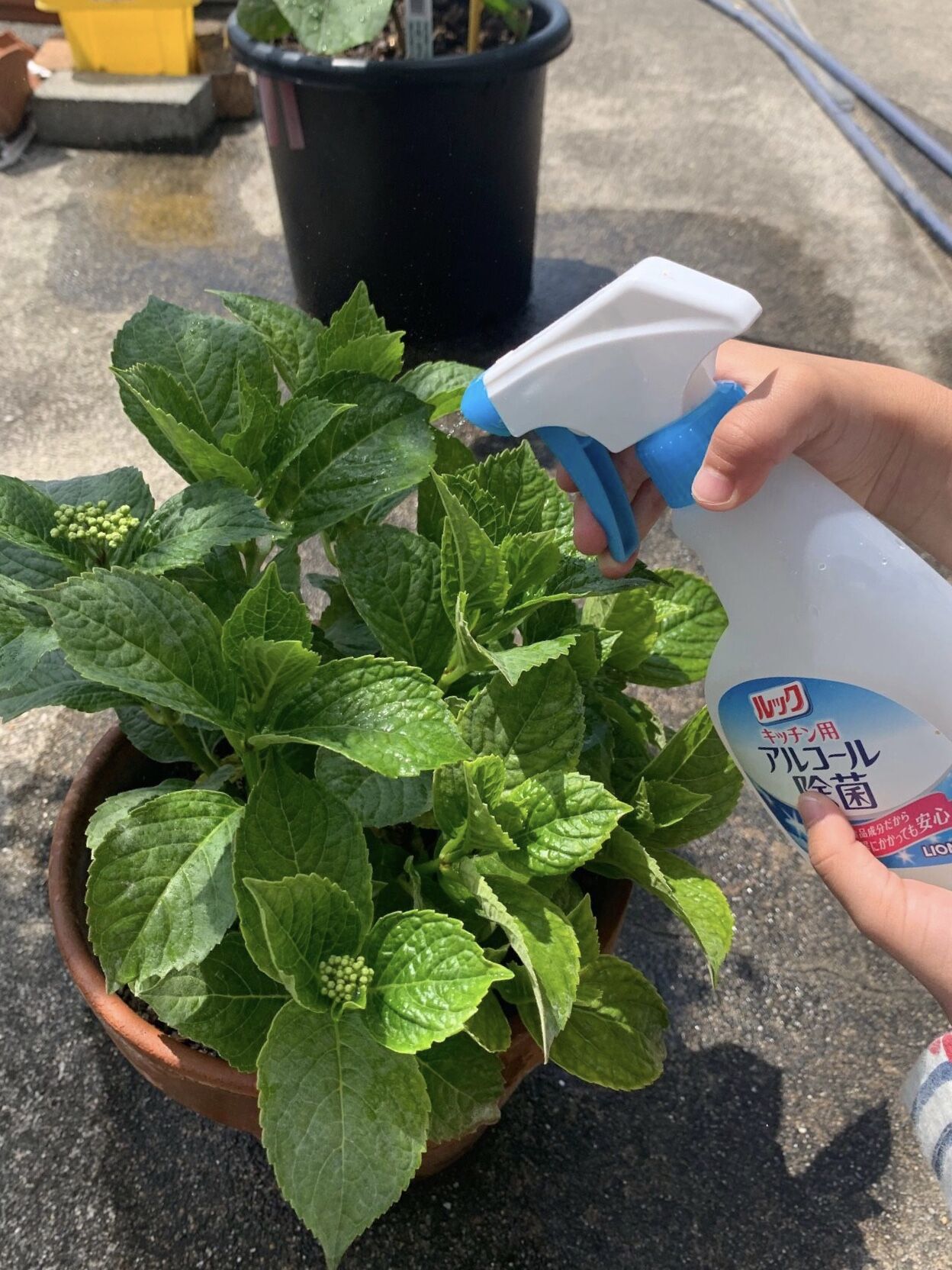 アジサイにうどん粉病が 万願寺唐辛子開花 屋上畑に小旅行 ベランダ畑改め