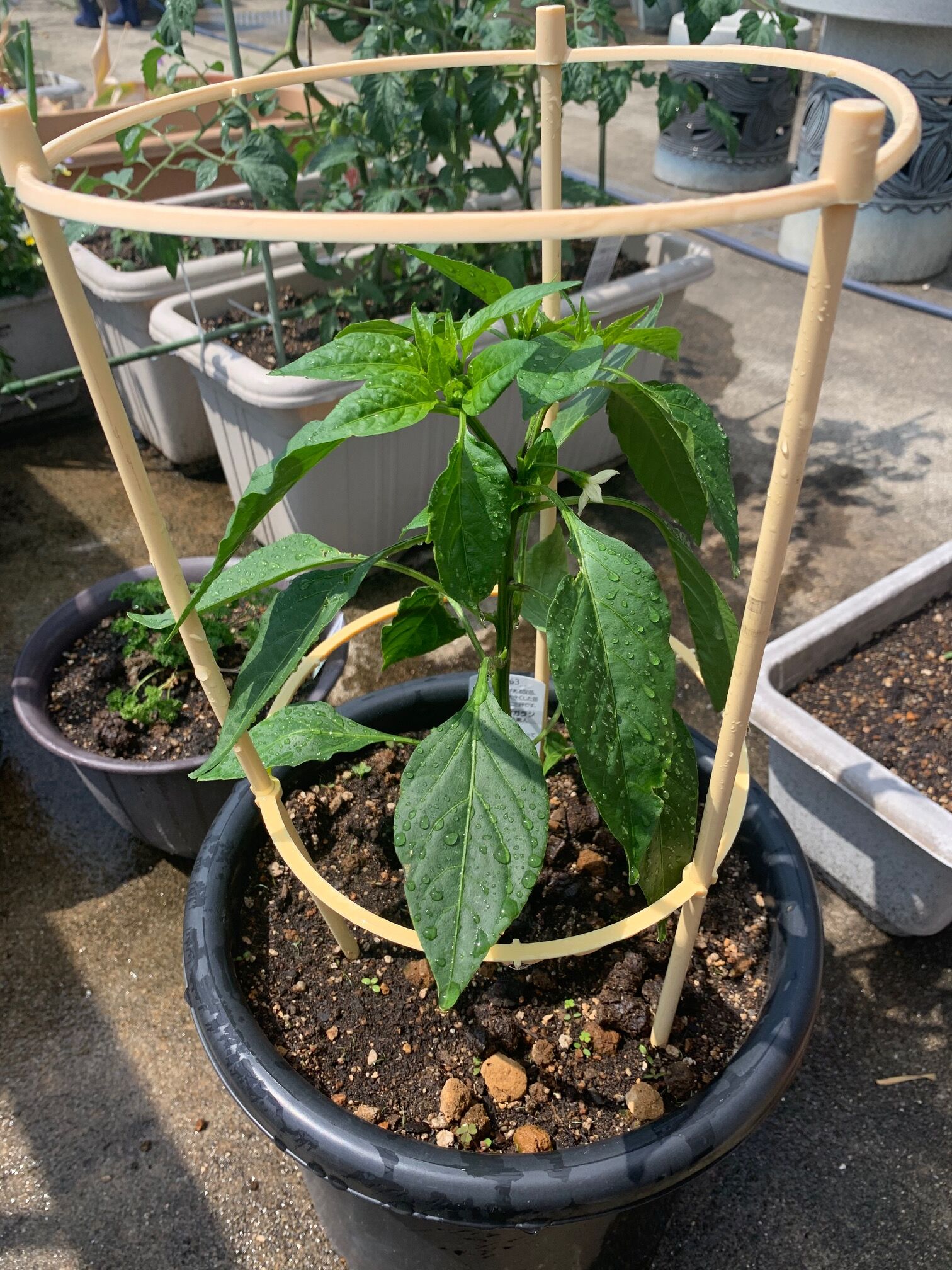 アジサイにうどん粉病が 万願寺唐辛子開花 屋上畑に小旅行 ベランダ畑改め