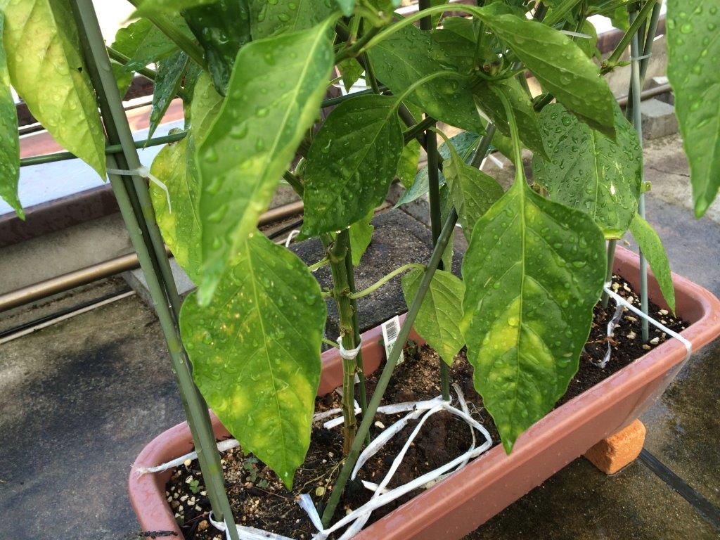 ナスは元気 ピーマン肥料不足だったのね 屋上畑に小旅行 ベランダ畑改め ナスは元気 ピーマン肥料不足だったのね 屋上畑に小旅行 ベランダ畑改め