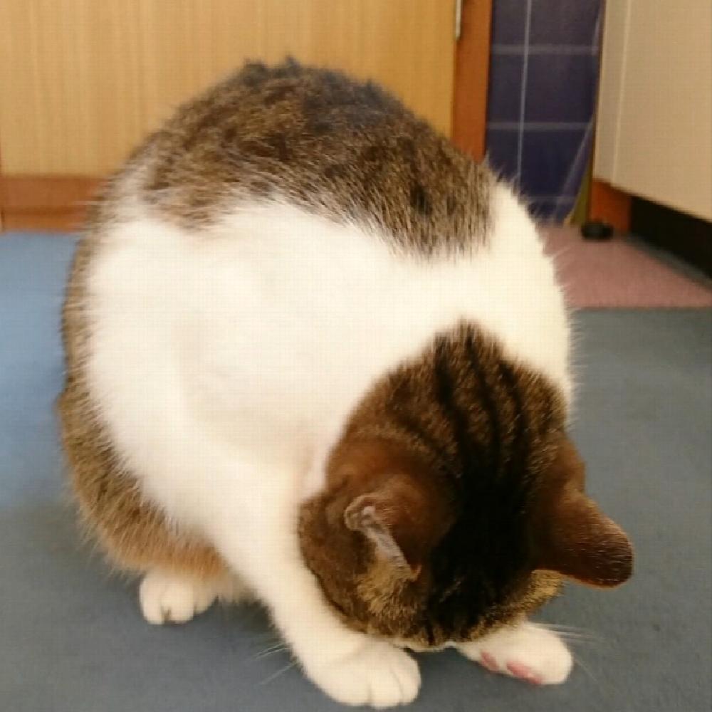 ビビの役に立たないシナリオ ビビの役に立たないシナリオ