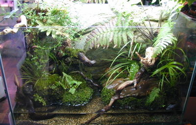 ビバリウム 熱帯魚屋vivid 爬虫類コーナー