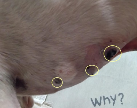 bab2acef-761f-478c-b599-16e014316170