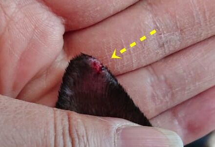 273502136_472733381007154_5600193148325191326_n