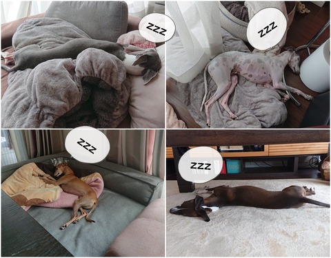 cats５