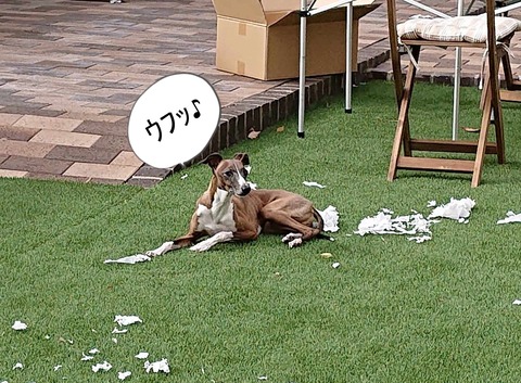 429022920_376278051773512_8912615124195670696_n