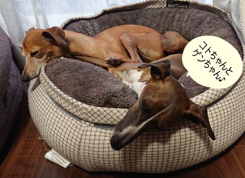 300583797_1046687902670378_877377635620749859_n