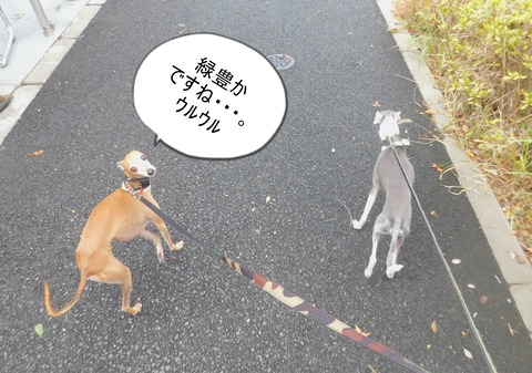 DSCN6520