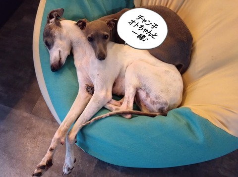 fc356598-d6fb-4389-989b-96463400f52e