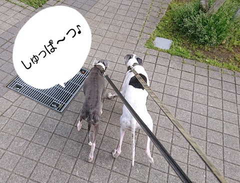 278176487_1031733187482096_5390035144062078920_n - コピー