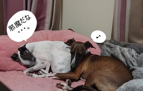 278026671_337079918404465_5378588809614622252_n - コピー