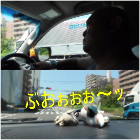 cats1