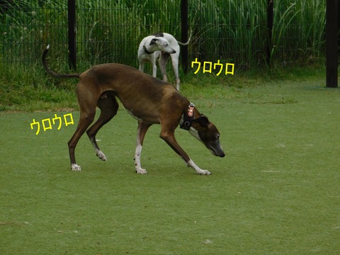 DSCN6365