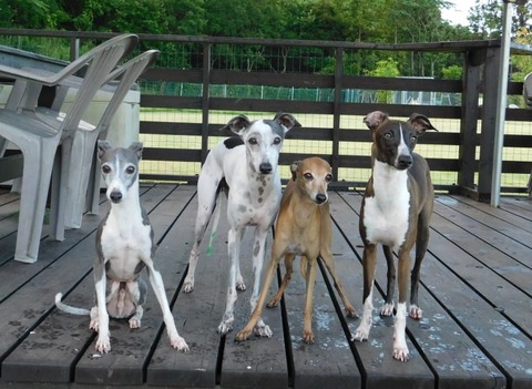 223262607_504275970879094_3584304264043638922_n