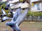船橋市本町4丁目・旧々市役所跡公園・鳩-20041219-1317-DSC02426