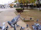 船橋市本町4丁目・旧々市役所跡公園・鳩-20041219-1316-DSC02421