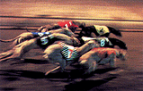 ドッグレース