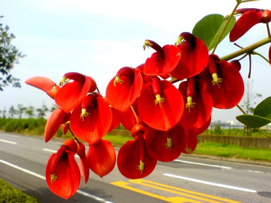 船橋浜町の鮮やかな赤い花の街路樹 ビビット05 04