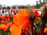 20050522-習志野市谷津3・習志野谷津公園・谷津バラ園・プリンセスミチコ-1145-DSC01791
