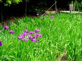 20050529-習志野市香澄・習志野緩衝緑地・香澄公園・ショウブ池・ハナショウブ-1133-DSC02194