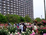 20050522-習志野市谷津3・習志野谷津公園・谷津バラ園-1209-DSC01876