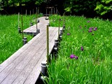 20050529-習志野市香澄・習志野緩衝緑地・香澄公園・ショウブ池・ハナショウブ-1135-DSC02206
