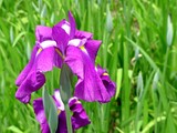 20050529-習志野市香澄・習志野緩衝緑地・香澄公園・ショウブ池・ハナショウブ-1134-DSC02199