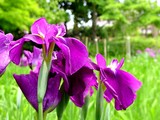 20050529-習志野市香澄・習志野緩衝緑地・香澄公園・ショウブ池・ハナショウブ-1133-DSC02190
