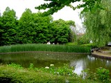 20050529-習志野市香澄・習志野緩衝緑地・香澄公園・ショウブ池・ハナショウブ-1131-DSC02187