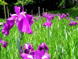 20050529-習志野市香澄・習志野緩衝緑地・香澄公園・ショウブ池・ハナショウブ-1135-DSC02205