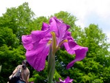20050529-習志野市香澄・習志野緩衝緑地・香澄公園・ショウブ池・ハナショウブ-1134-DSC02202