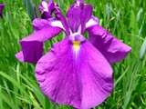 20050529-習志野市香澄・習志野緩衝緑地・香澄公園・ショウブ池・ハナショウブ-1134-DSC02201
